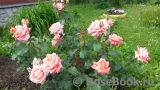 Carina