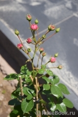 Pomponella Pomponella