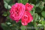 Royal Rose® Royal Rose®