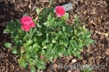 Royal Rose® Royal Rose®
