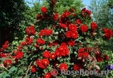 Roter Korsar Roter Korsar