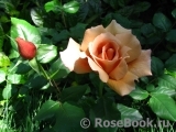 Julia's Rose Julia's Rose