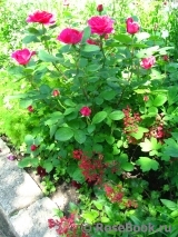 Sophy’s Rose Sophy’s Rose