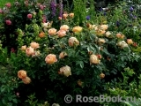 Lady of Shalott Lady of Shalott