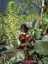 Black Baccara Black Baccara