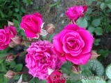 Lovely Lydia® Lovely Lydia®