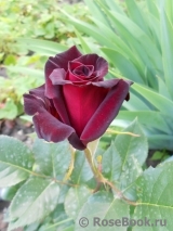Black Baccara Black Baccara