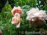 Ambridge Rose Ambridge Rose