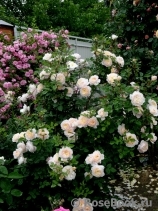 Crocus Rose® Crocus Rose®