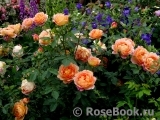 Lady of Shalott Lady of Shalott