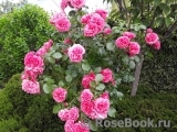 Rosarium Uetersen Rosarium Uetersen