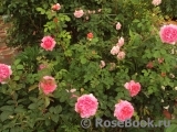 Princess Alexandra of Kent Princess Alexandra of Kent