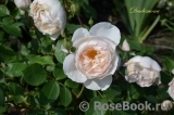 Desdemona Desdemona