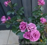 Thank You Rose Thank You Rose