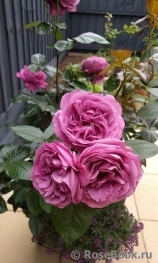 Thank You Rose Thank You Rose