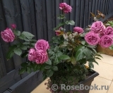 Thank You Rose Thank You Rose