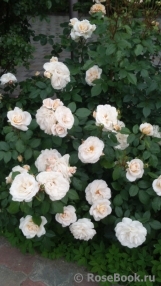 Lions Rose Lions Rose