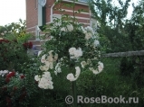 White Dorothy White Dorothy
