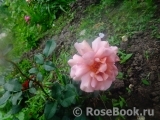 Julia's Rose Julia's Rose