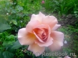 Julia's Rose Julia's Rose