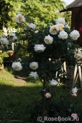 Crocus Rose® Crocus Rose®