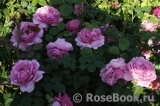 Princess Alexandra of Kent Princess Alexandra of Kent