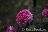 Princess Alexandra of Kent Princess Alexandra of Kent