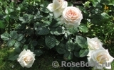 Madame Anisette ® Madame Anisette ®