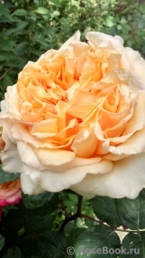 Apricot Sky ® Apricot Sky ®