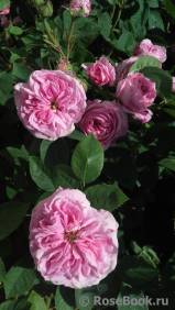 Rose de Montmeillant Rose de Montmeillant