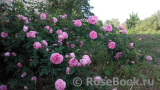 Rose de Montmeillant Rose de Montmeillant