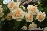 Chandos Beauty Chandos Beauty