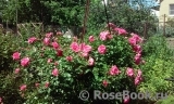 Rosarium Uetersen Rosarium Uetersen