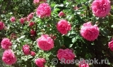 Rosarium Uetersen Rosarium Uetersen