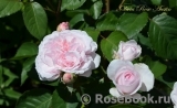 Olivia Rose Austin Olivia Rose Austin