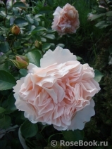 Sangerhauser Jubilaumsrose Sangerhauser Jubilaumsrose