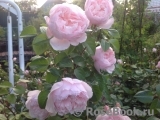 Generous Gardener, The Generous Gardener, The