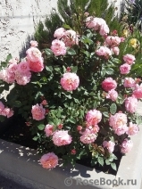 Augusta Luise Augusta Luise