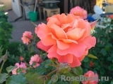 Westerland Westerland