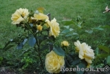Yellow Romantica Yellow Romantica