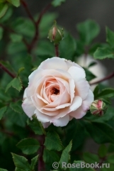 Crocus Rose® Crocus Rose®