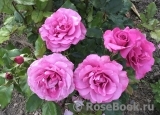Shocking Blue Shocking Blue