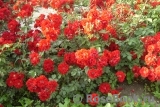 Roter Korsar Roter Korsar