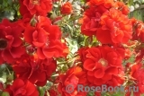 Roter Korsar Roter Korsar