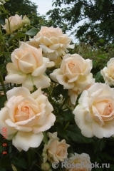 Chandos Beauty Chandos Beauty