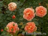 Lady of Shalott Lady of Shalott