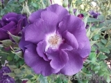 Rhapsody in Blue Rhapsody in Blue
