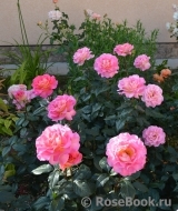 Pink Paradise Pink Paradise
