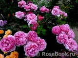 Princess Alexandra of Kent Princess Alexandra of Kent