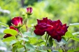 Roter Korsar Roter Korsar